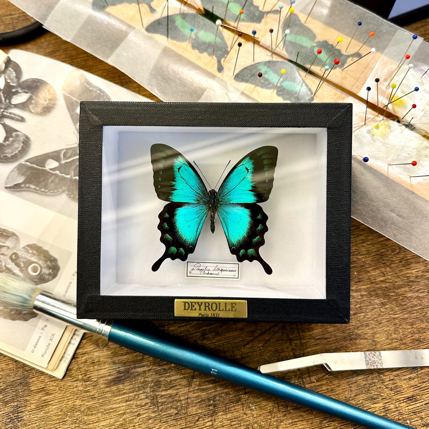 Papilio lorquirianus