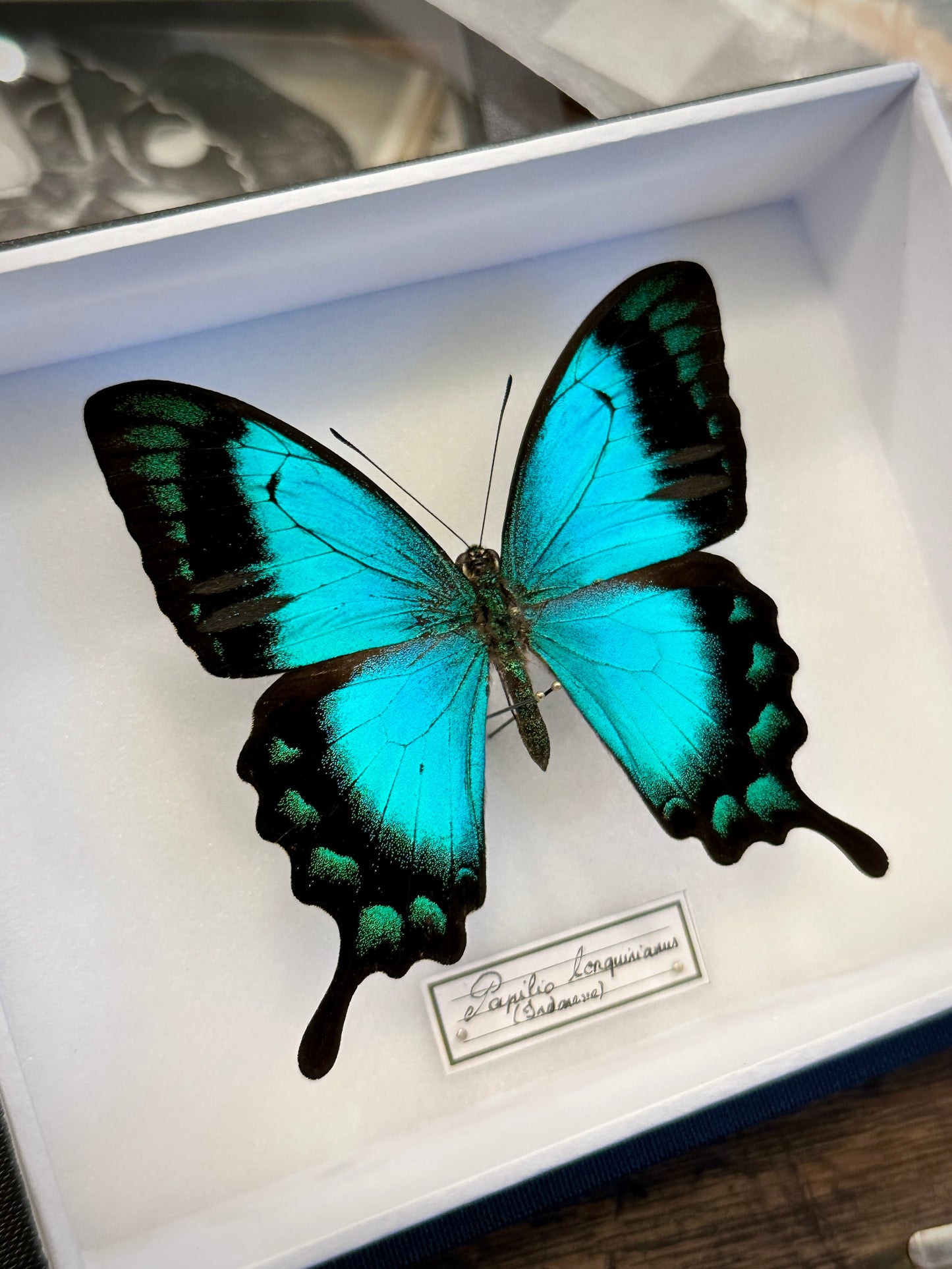 Papilio lorquirianus