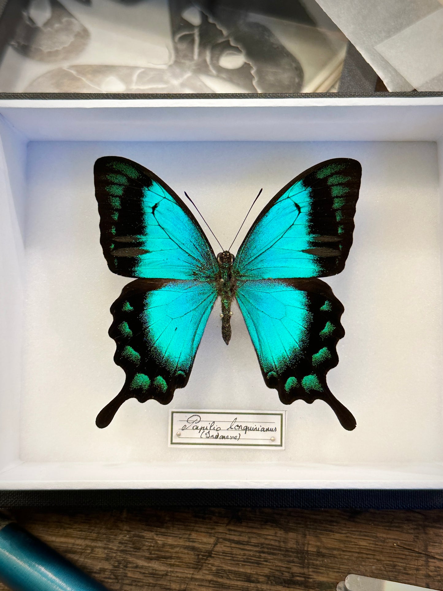 Papilio lorquirianus