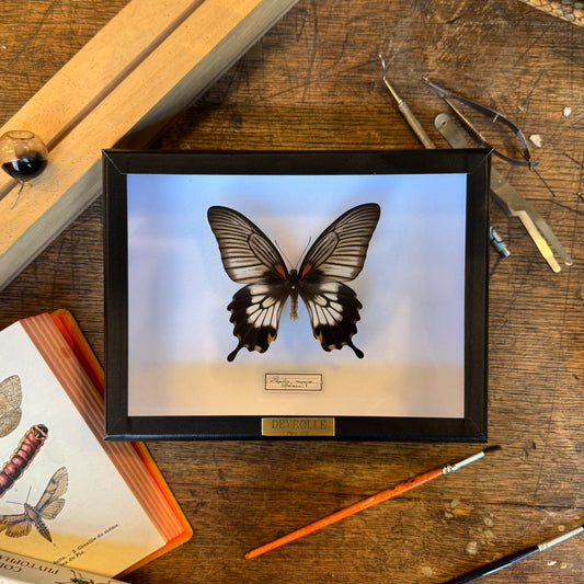 Papilio memnon