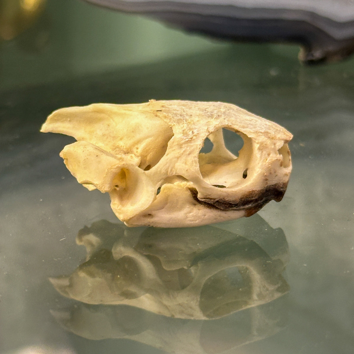 Crâne de tortue de Floride