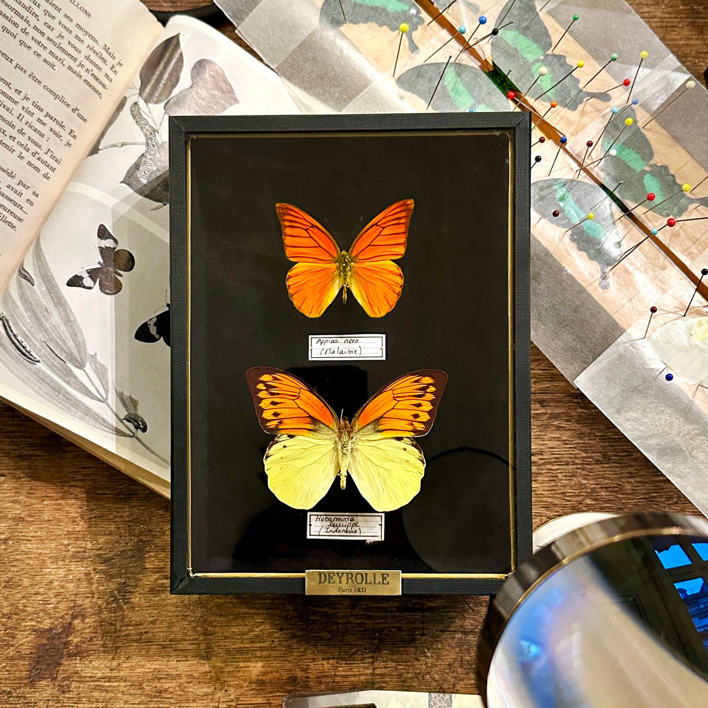 Appias nero et Hebomoia leucippe