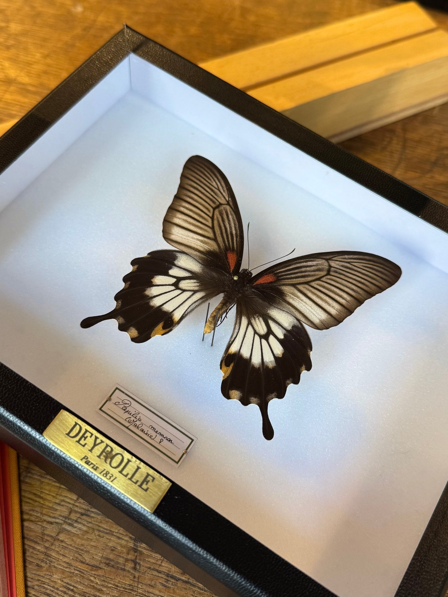 Papilio memnon