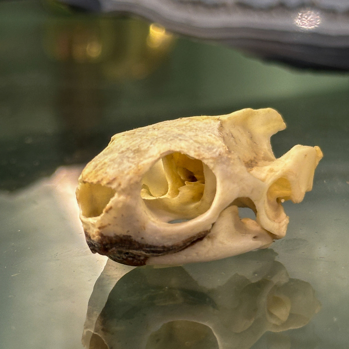 Crâne de tortue de Floride