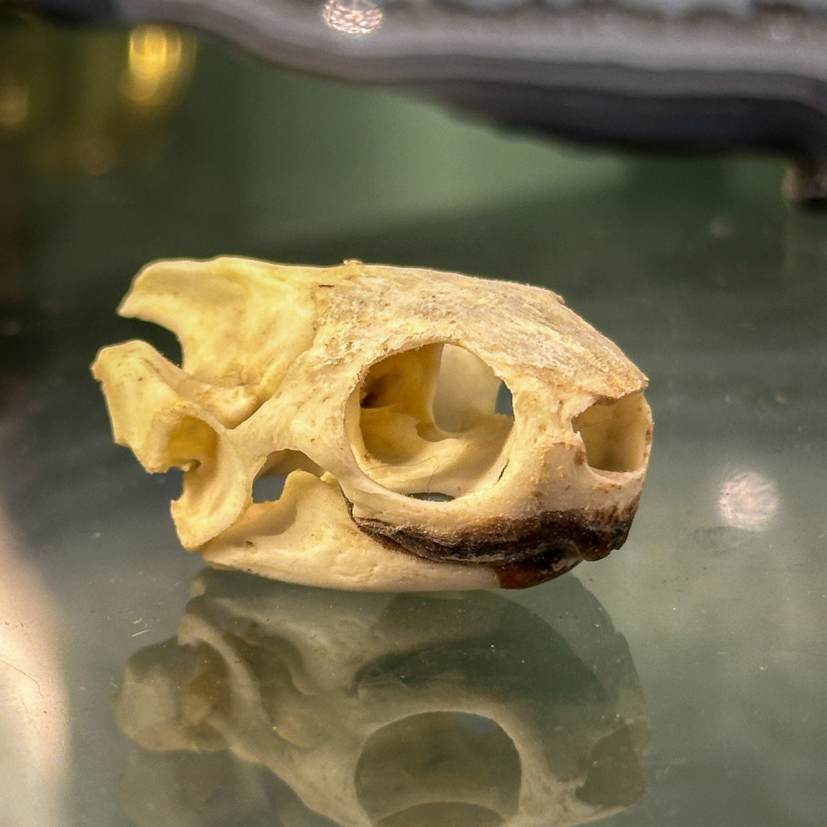 Crâne de tortue de Floride