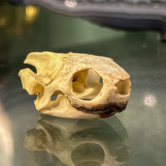 Crâne de tortue de Floride