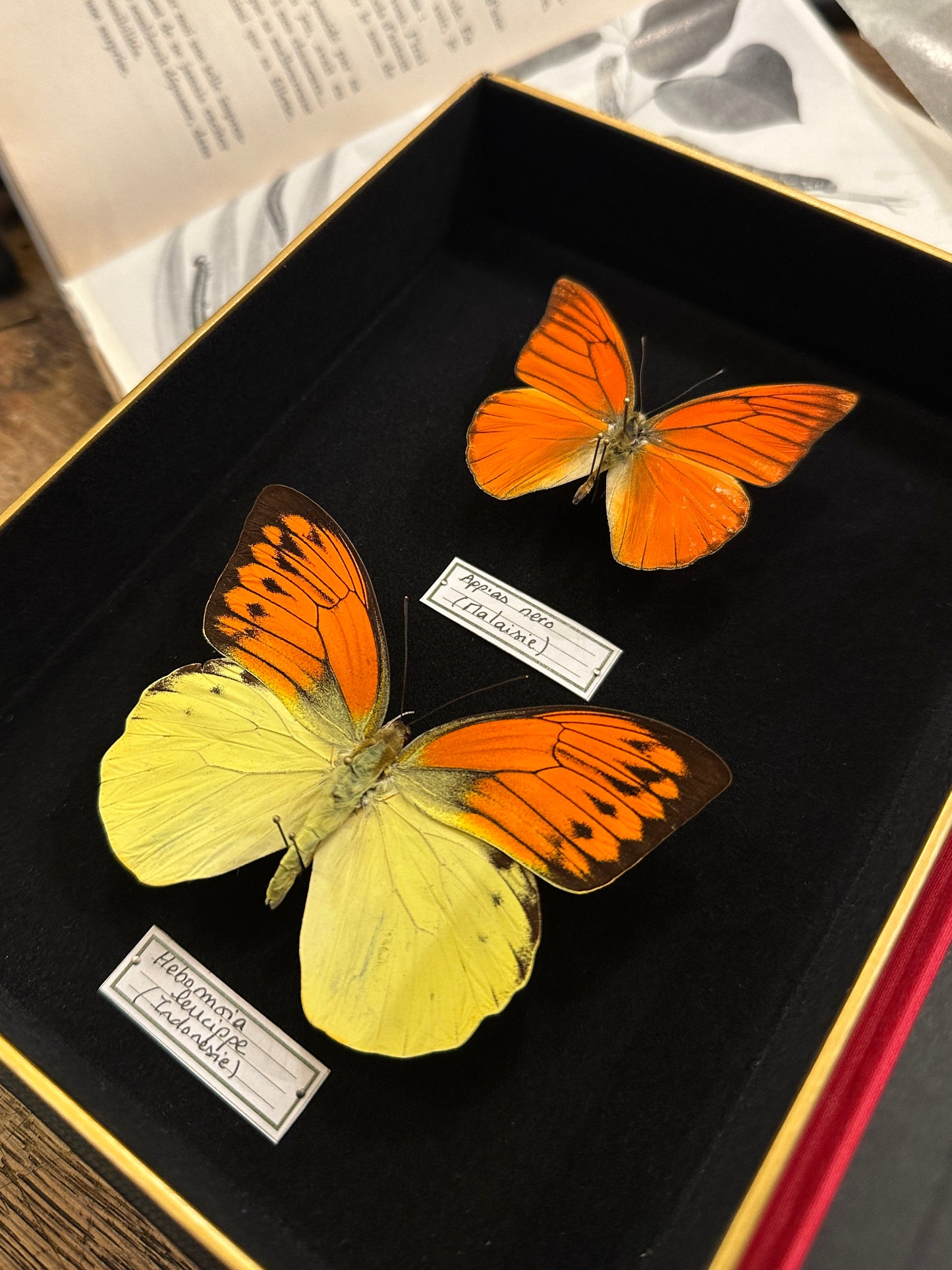 Appias nero et Hebomoia leucippe