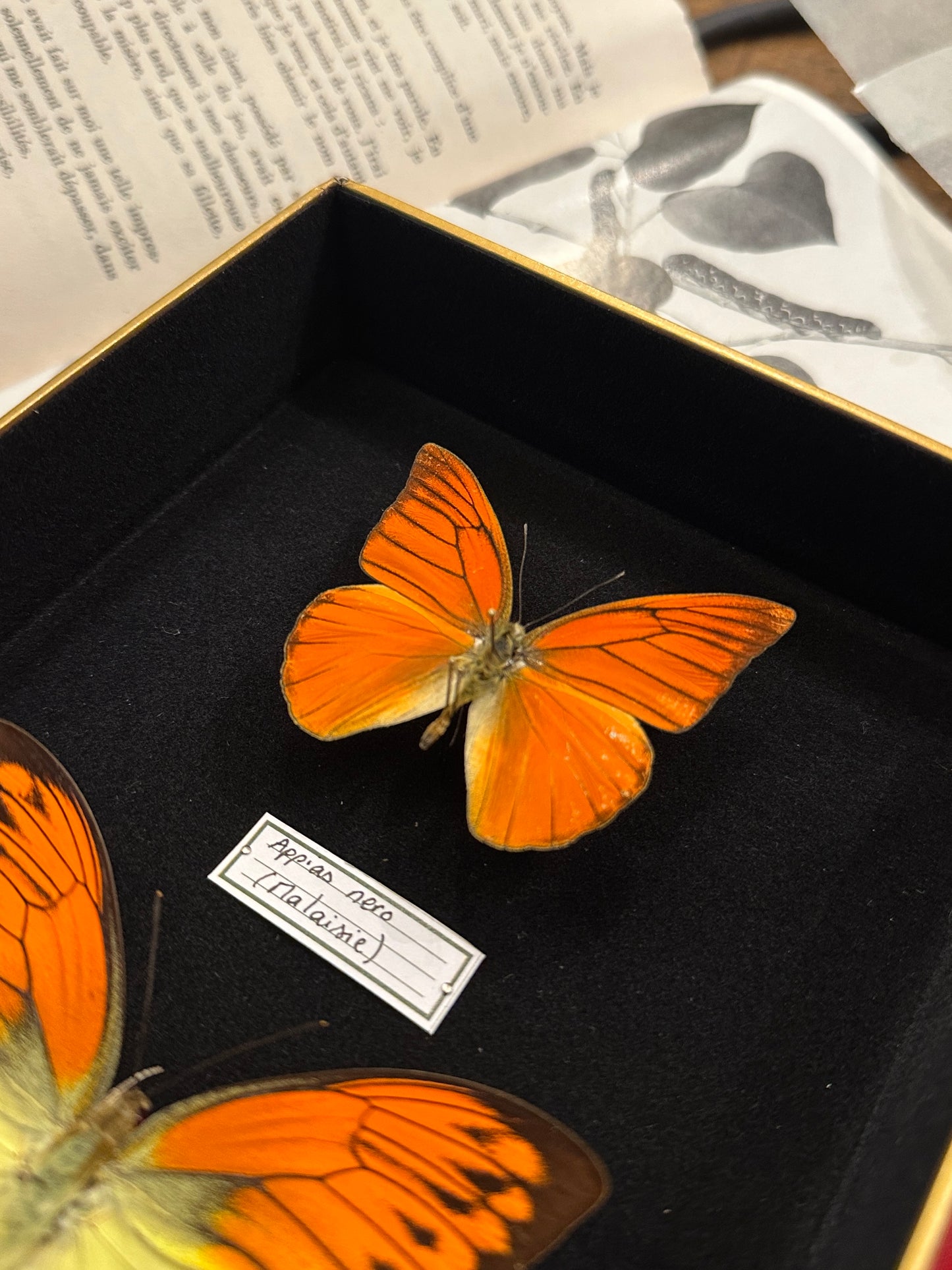 Appias nero et Hebomoia leucippe