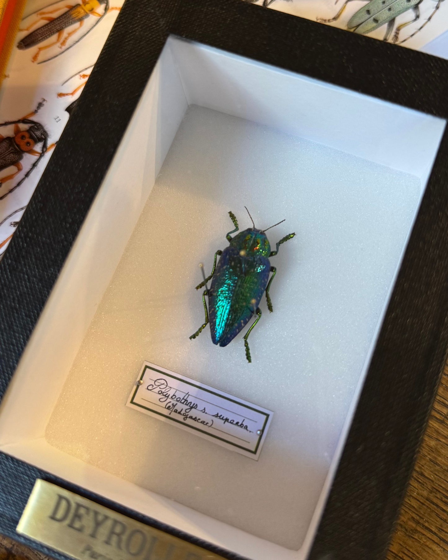 Polybothris sumptuosa superba