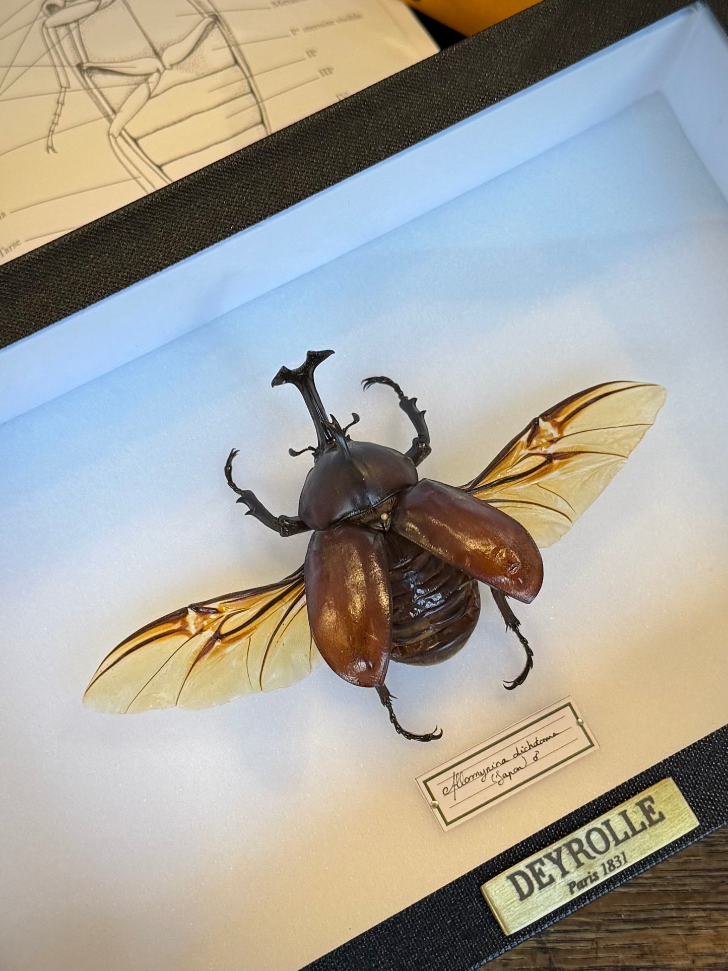 Allomyrina dichotoma
