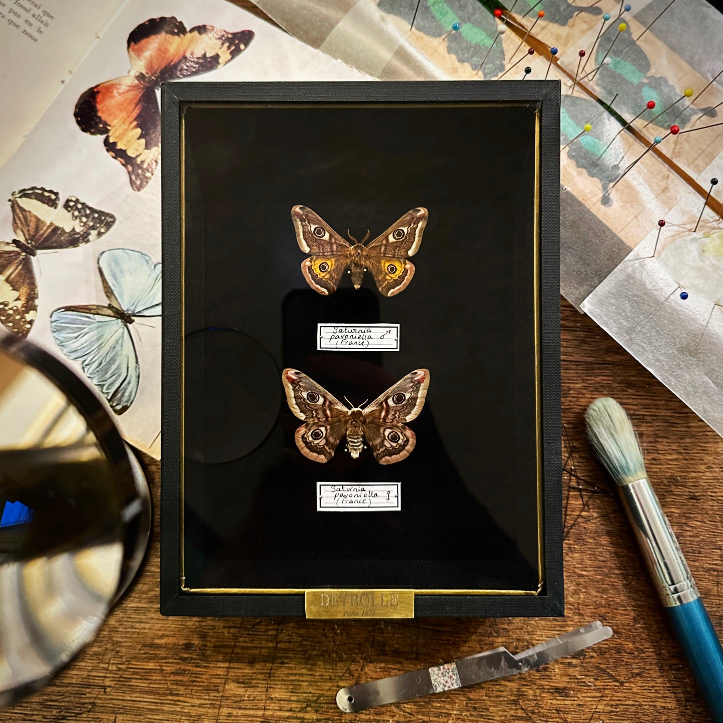 Saturnia pavoniella mâle et femelle