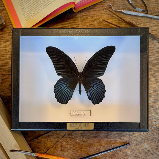 Papilio memnon