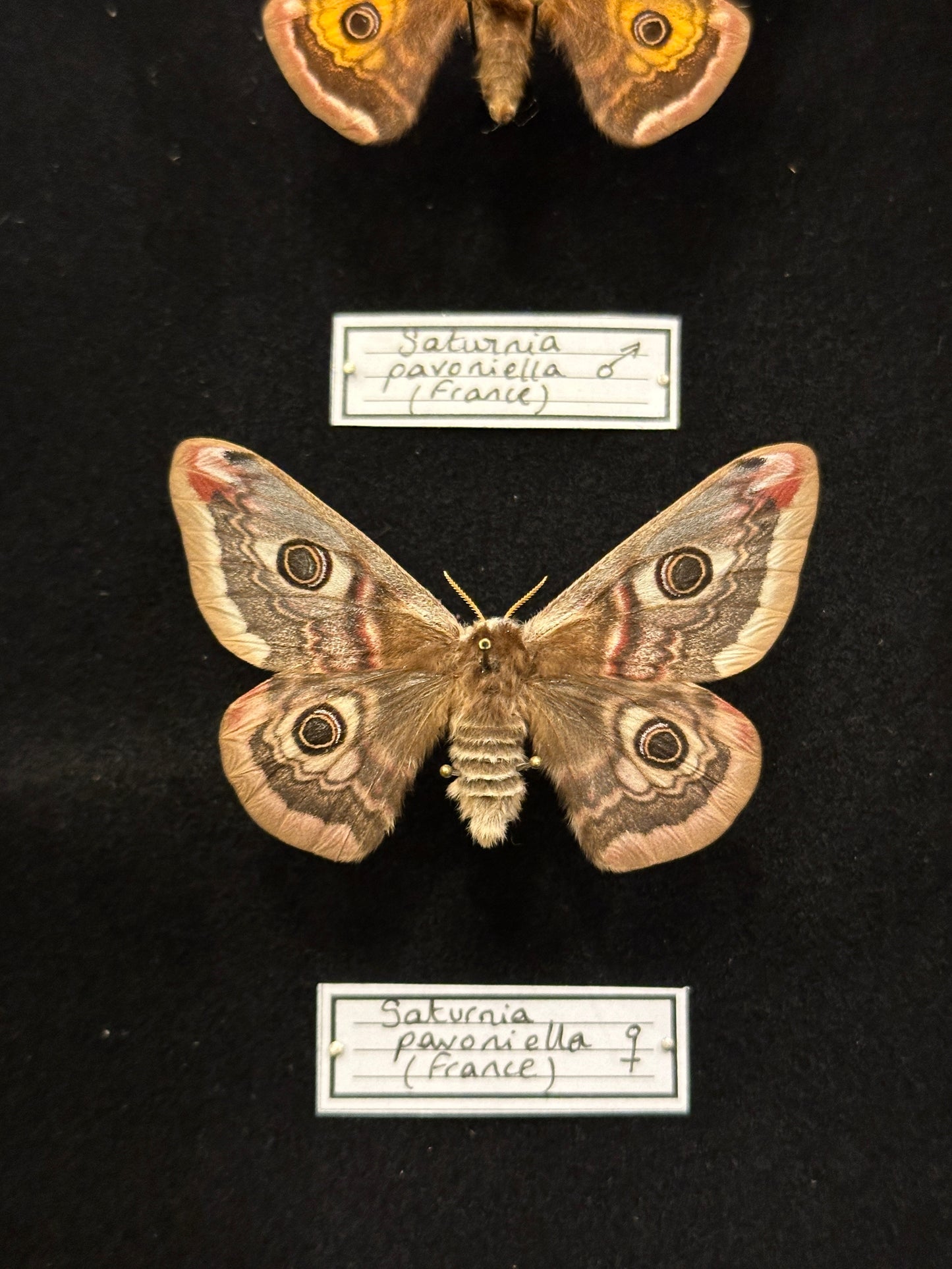 Saturnia pavoniella mâle et femelle