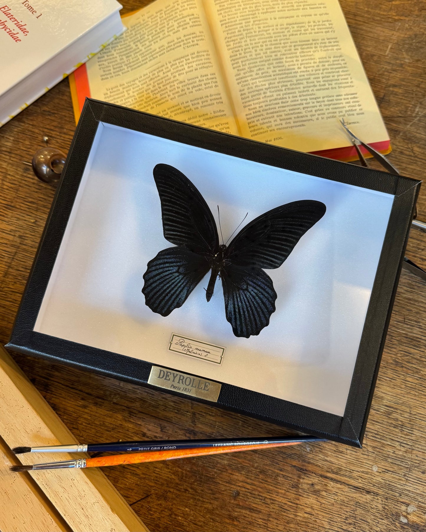Papilio memnon