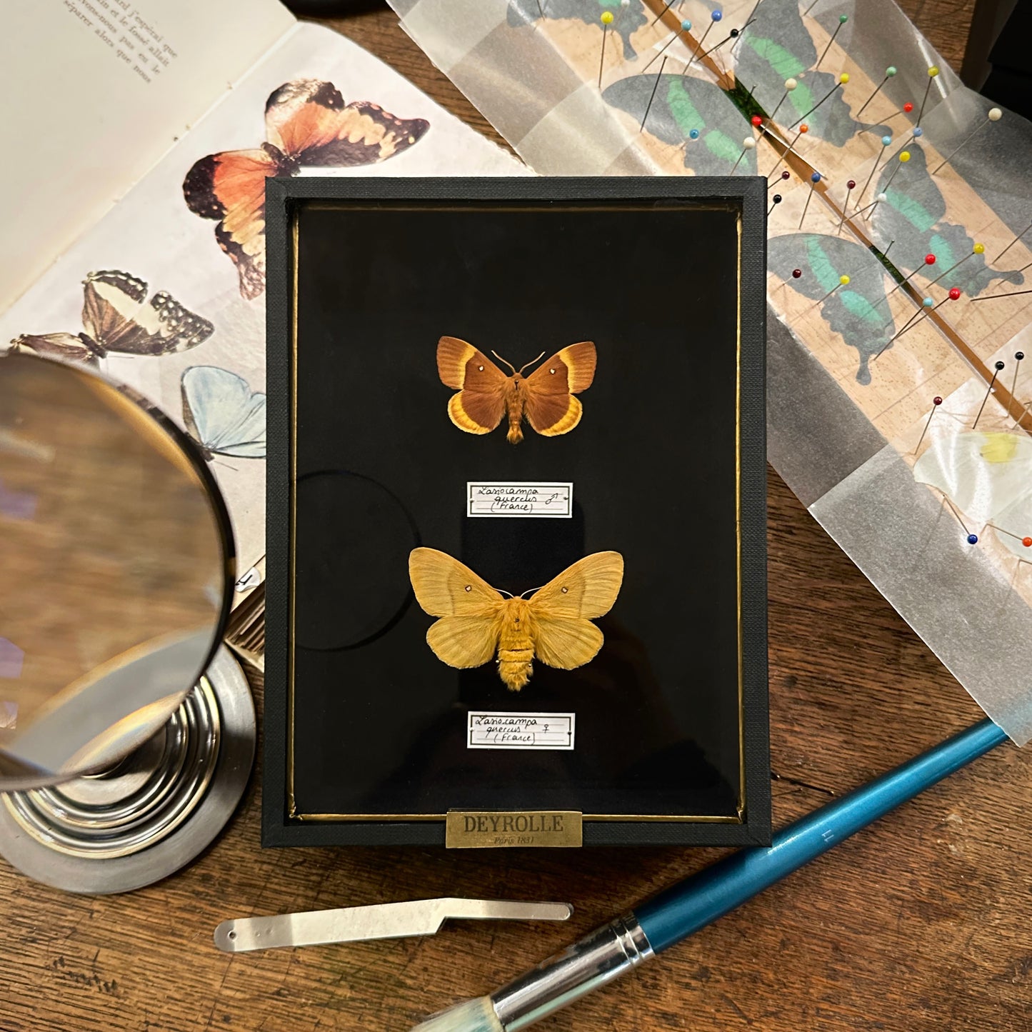 Lasiocampa quercus mâle et femelle