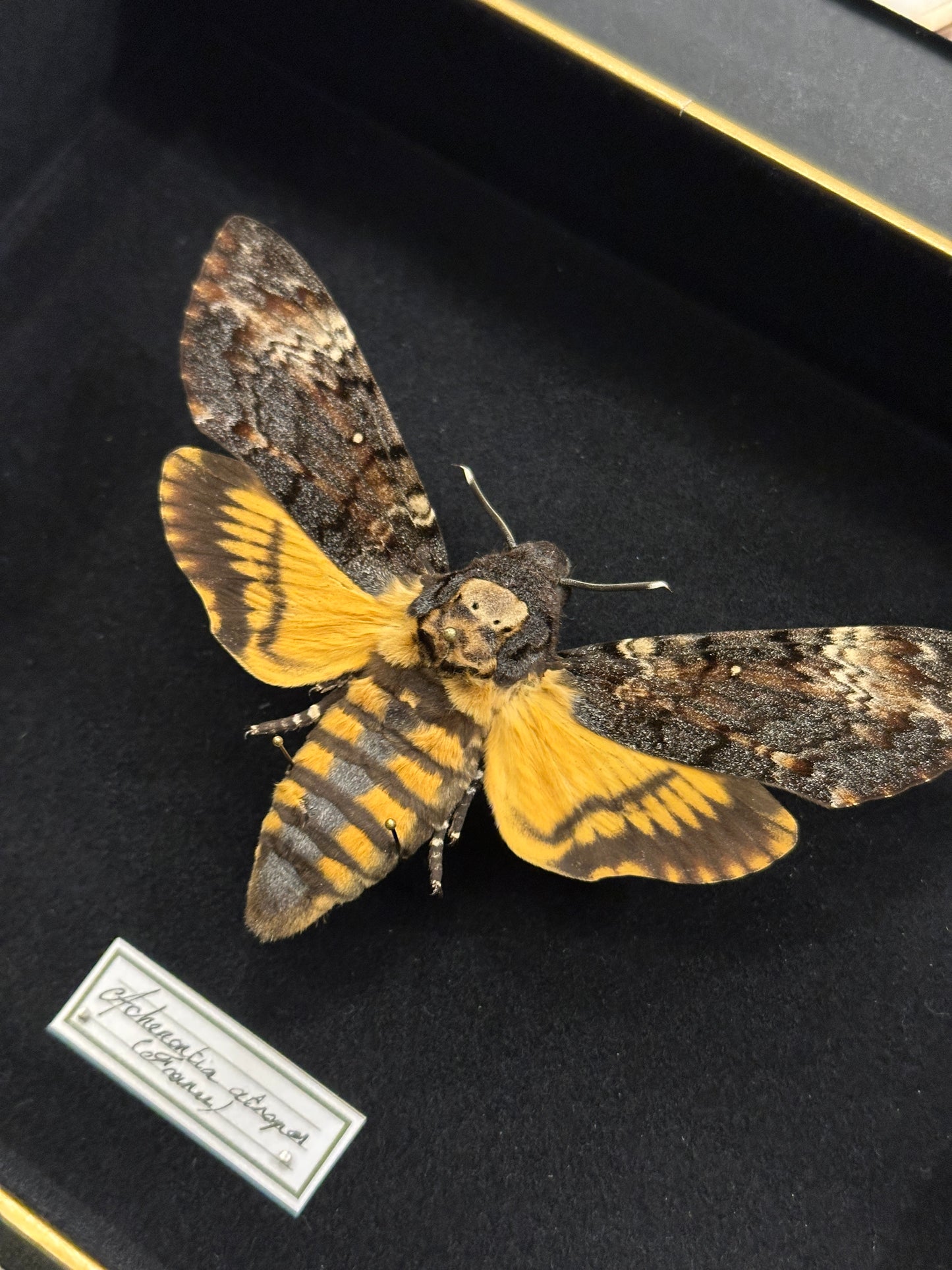 Acherontia atropos