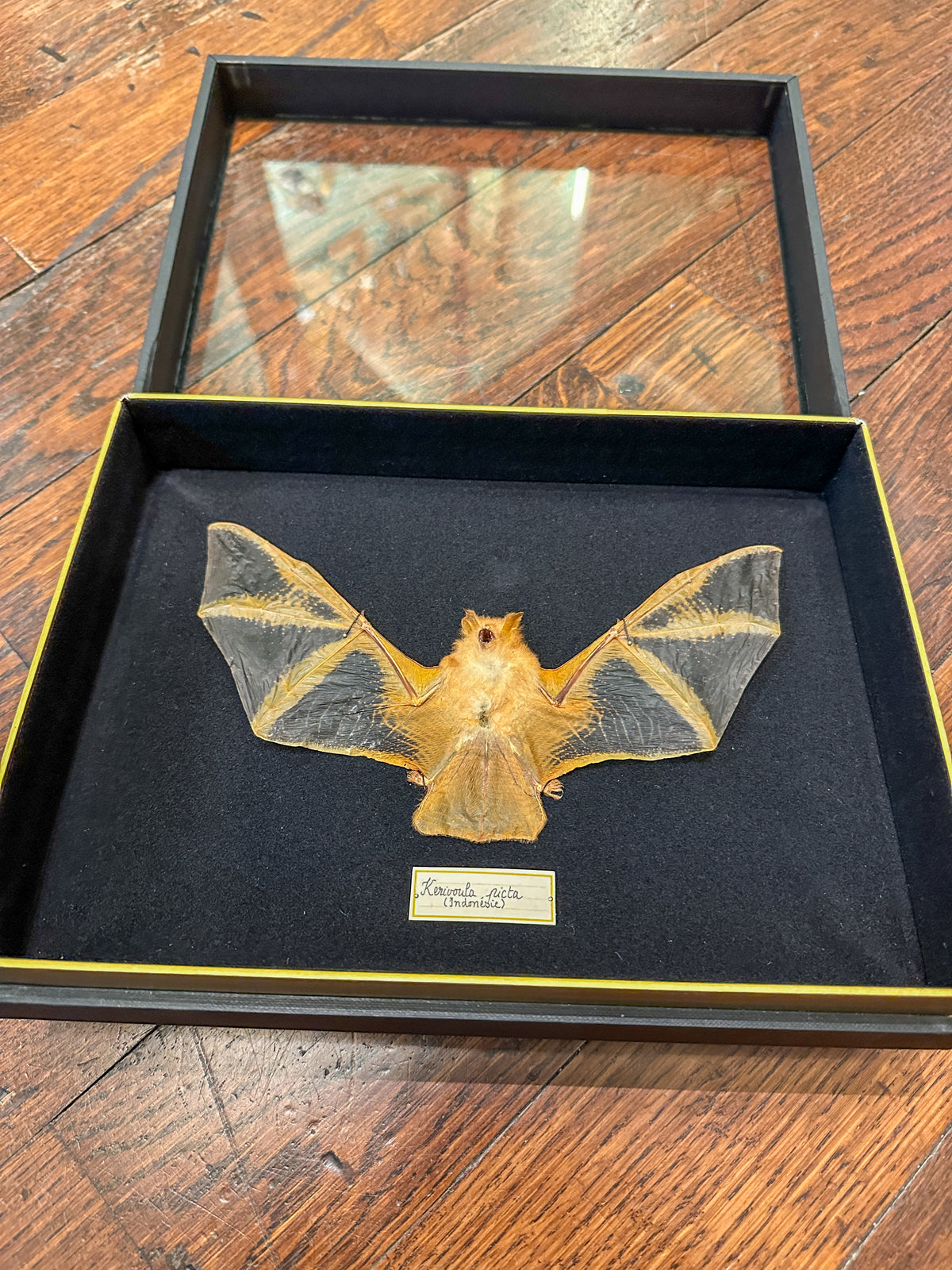 Chauve-souris (Kerivoula picta)