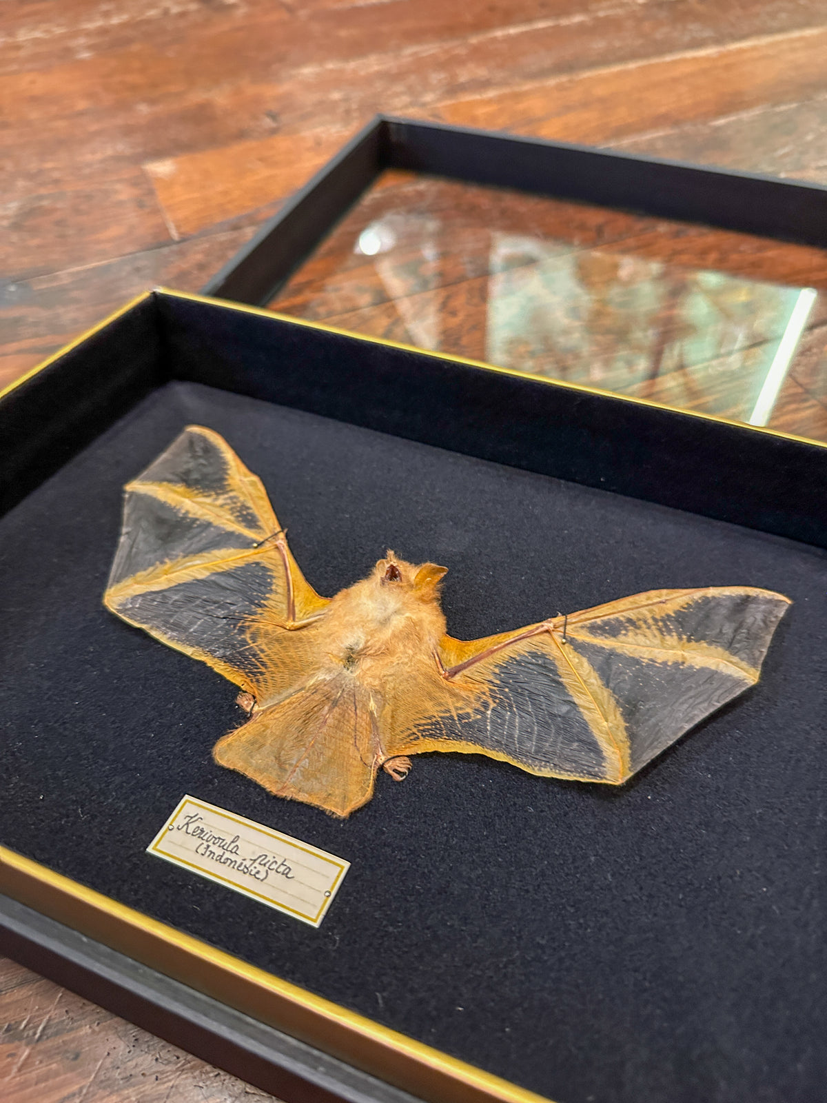 Chauve-souris (Kerivoula picta)