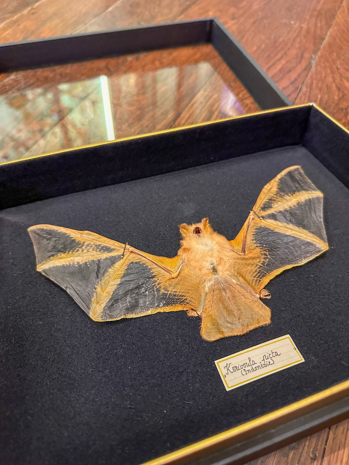Chauve-souris (Kerivoula picta)