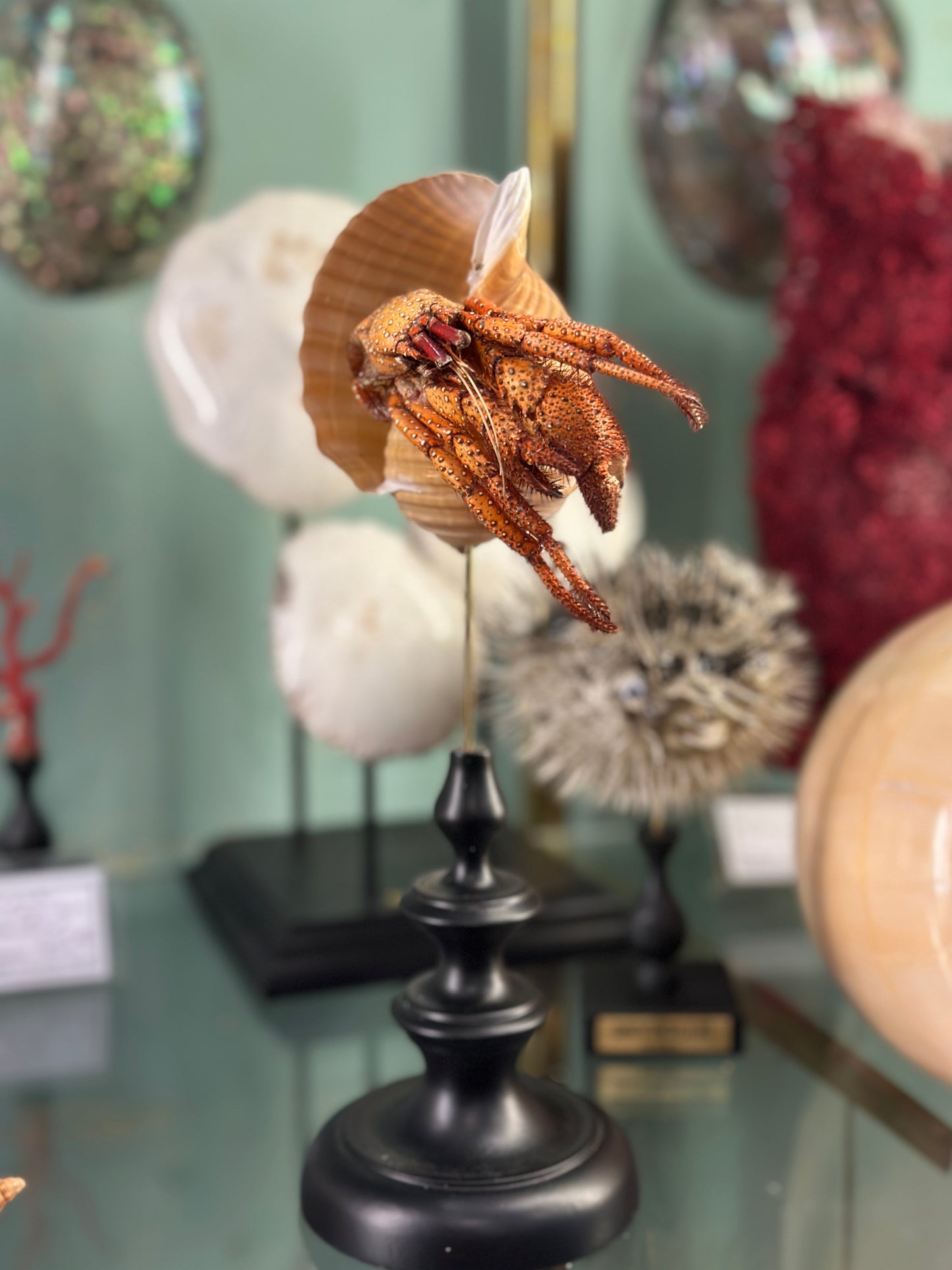 hermit crab on a base