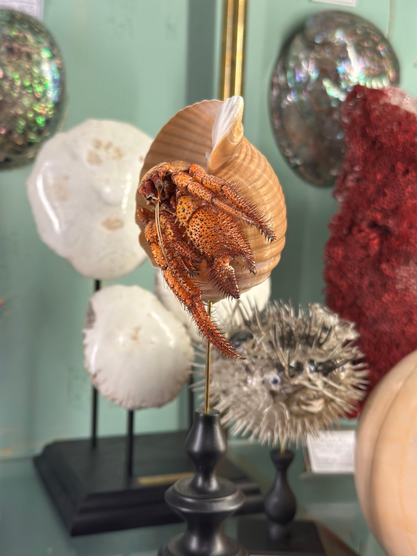 hermit crab on a base