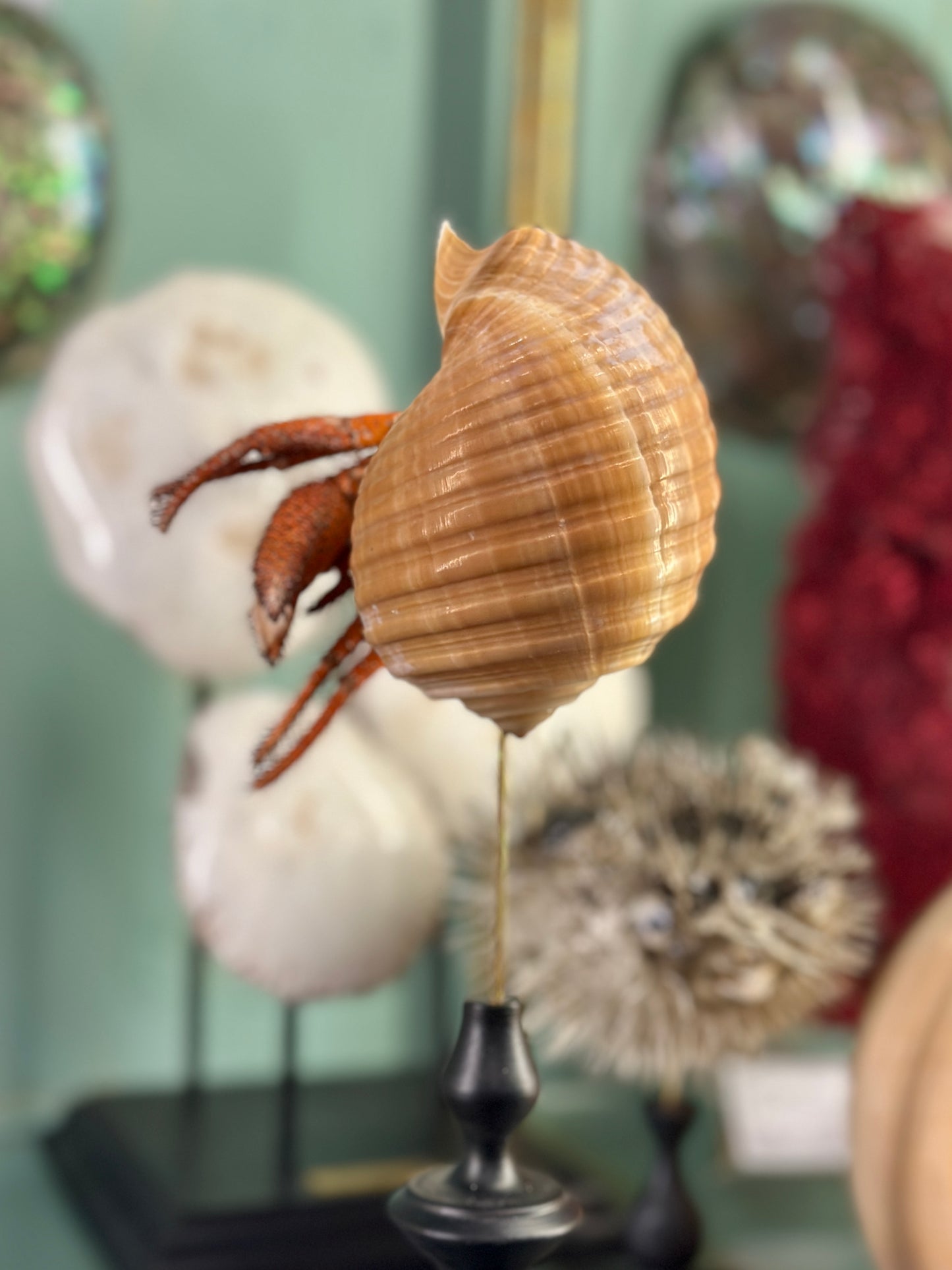 hermit crab on a base