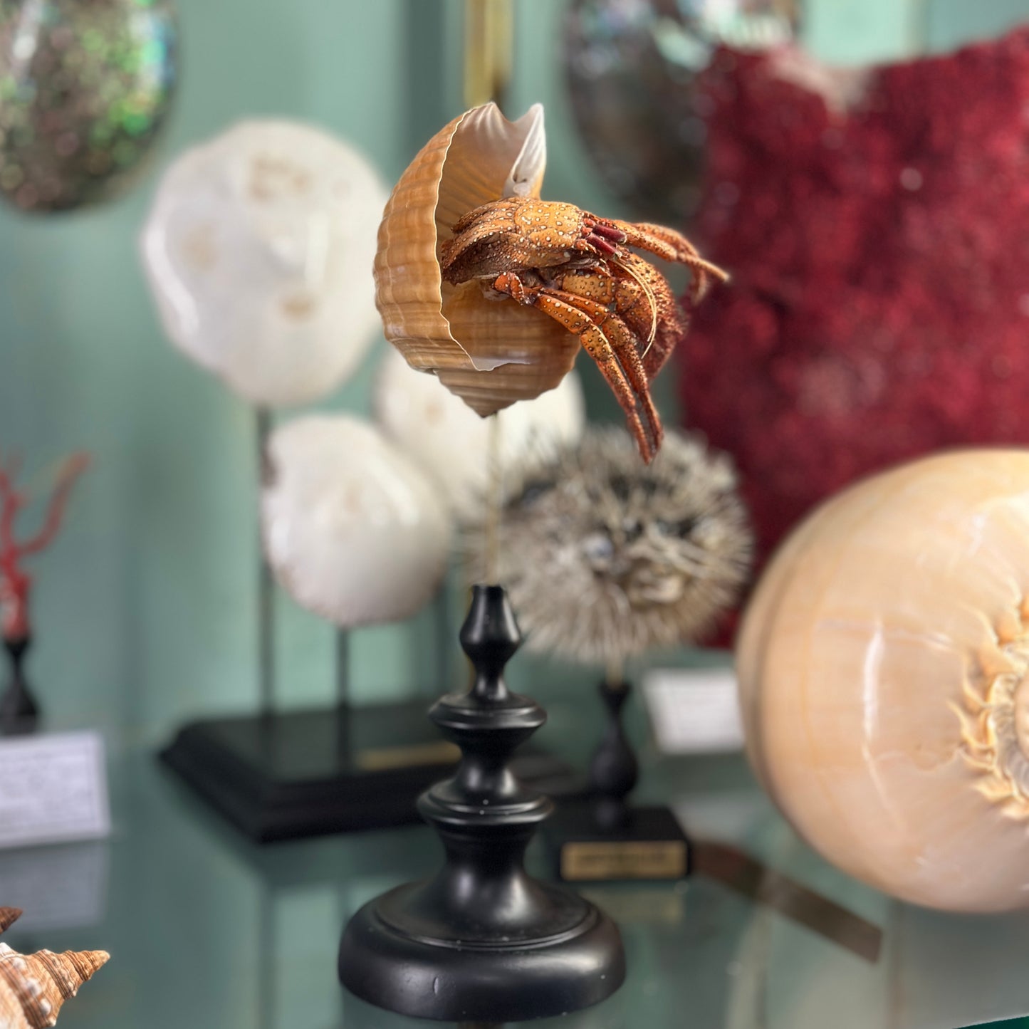 hermit crab on a base