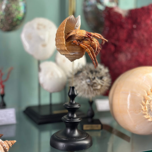 hermit crab on a base