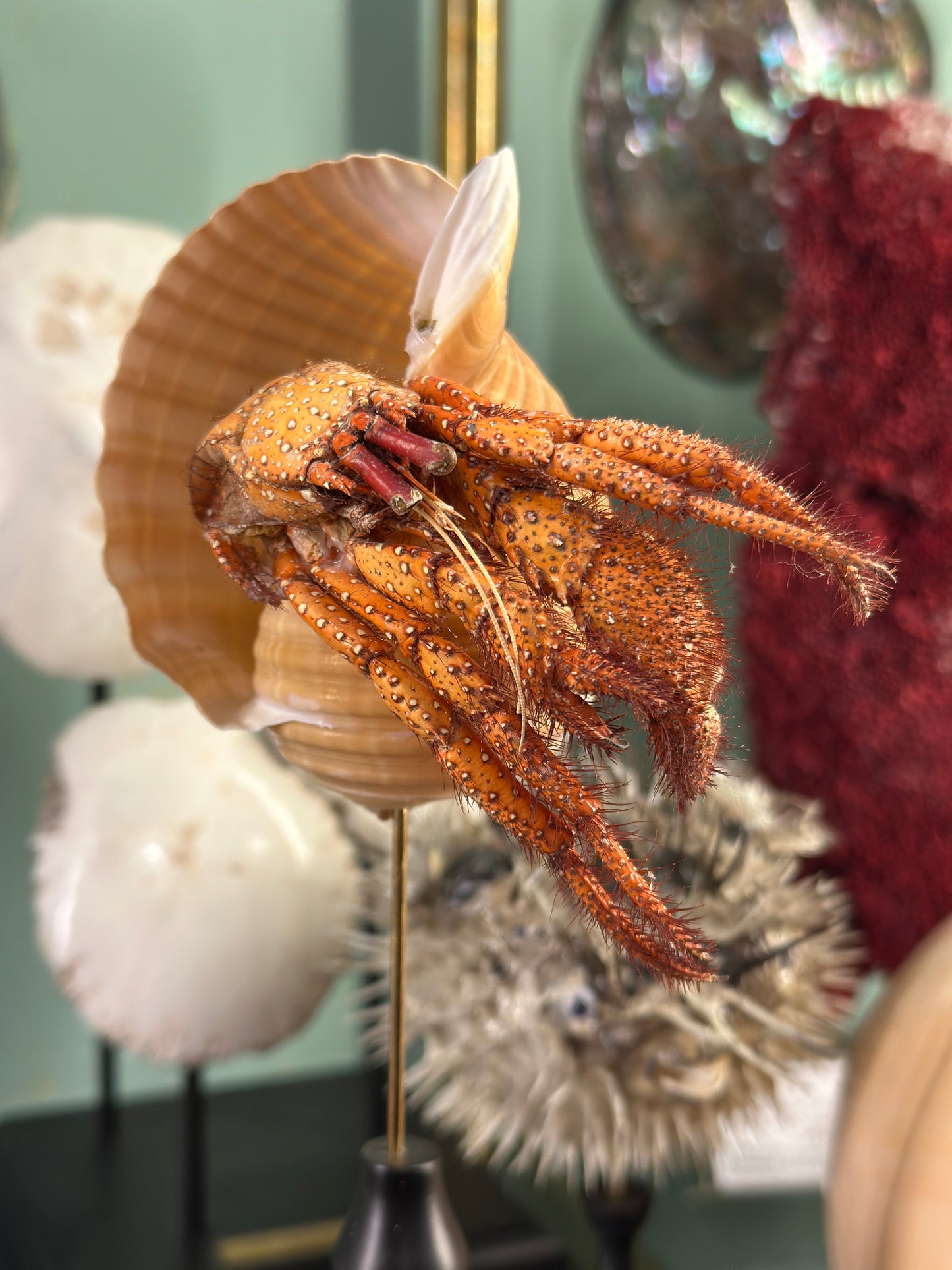 hermit crab on a base