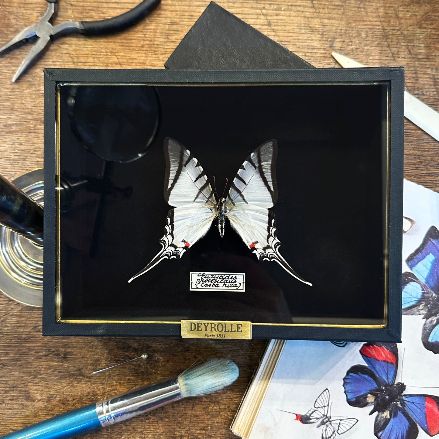 Eurytides protesilaus