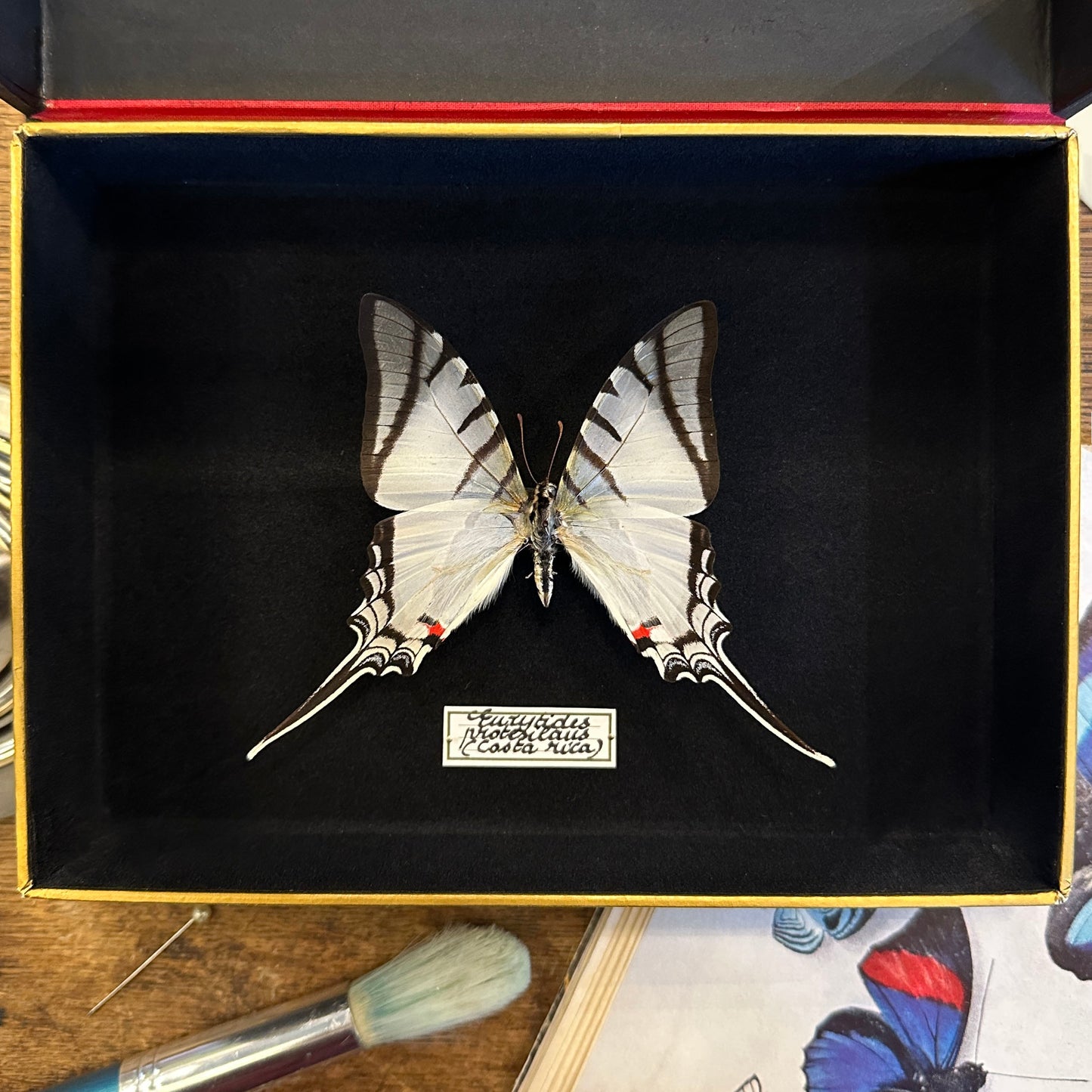 Eurytides protesilaus