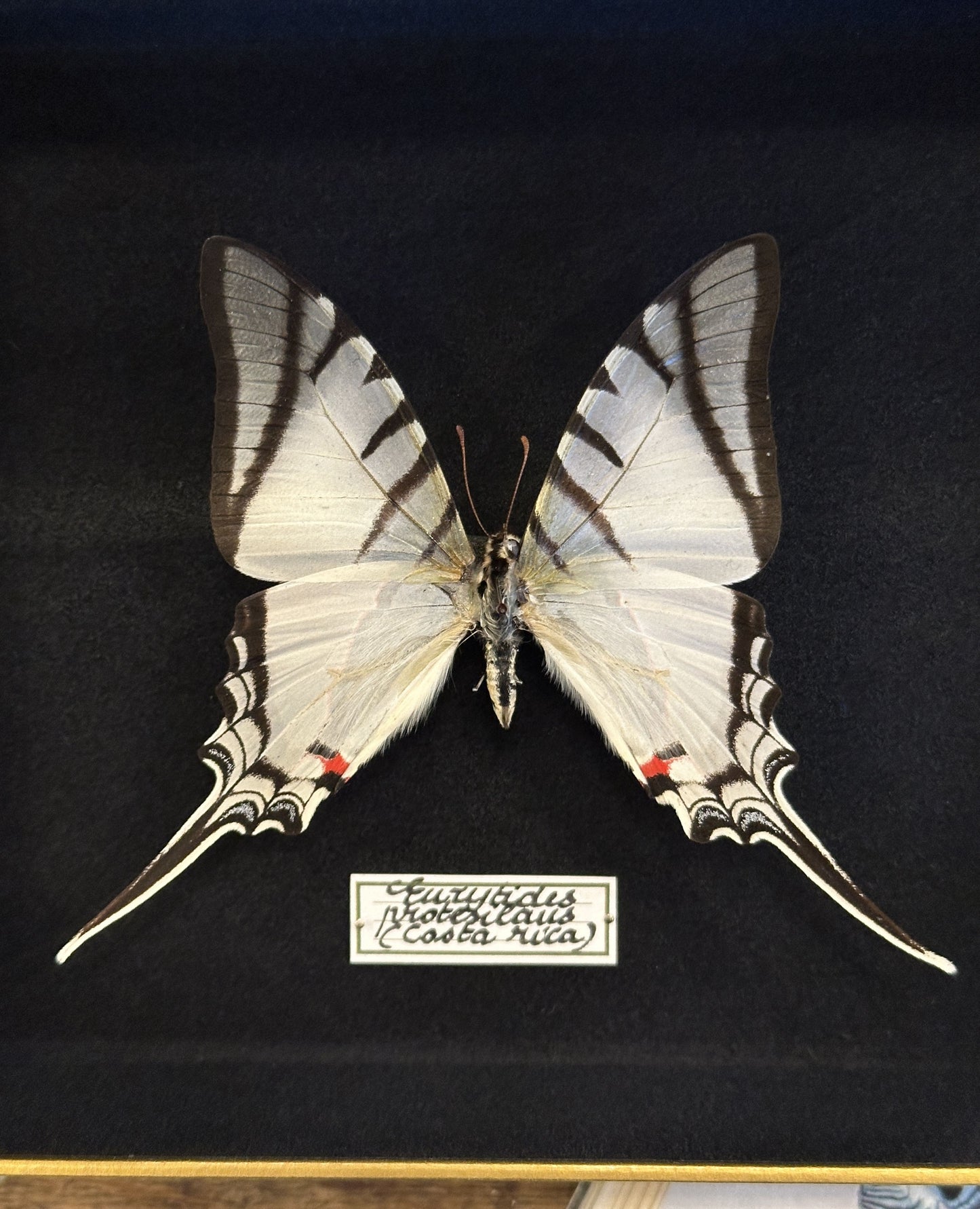 Eurytides protesilaus