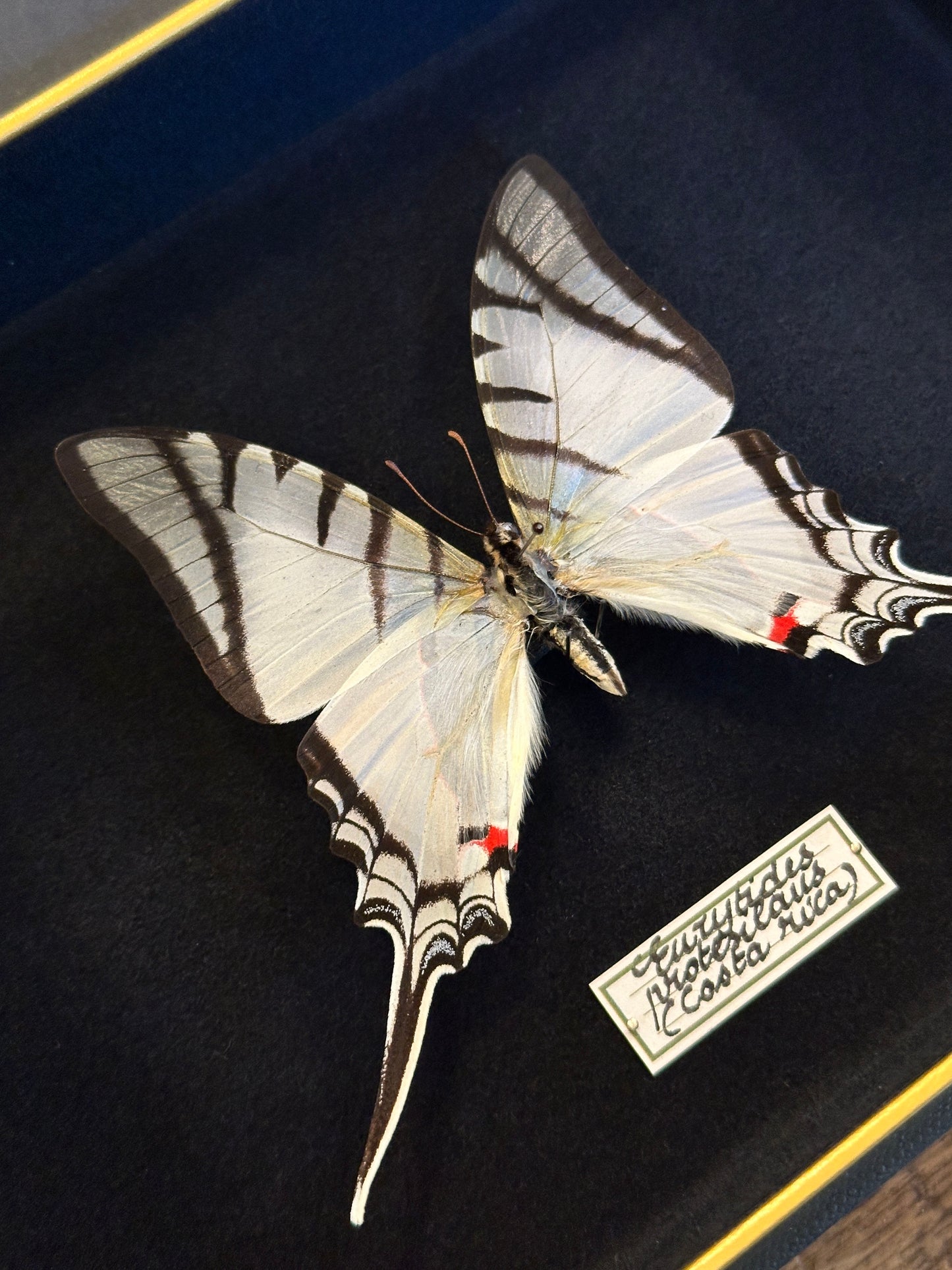 Eurytides protesilaus