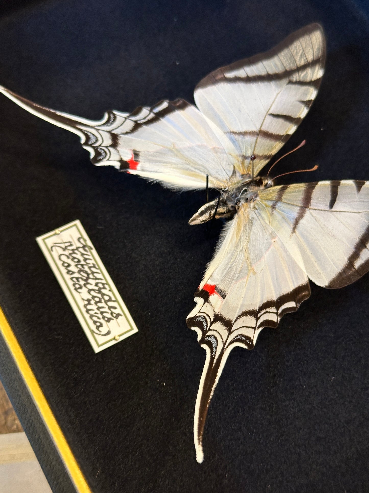 Eurytides protesilaus