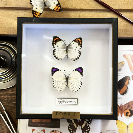 Colotis ione female and male