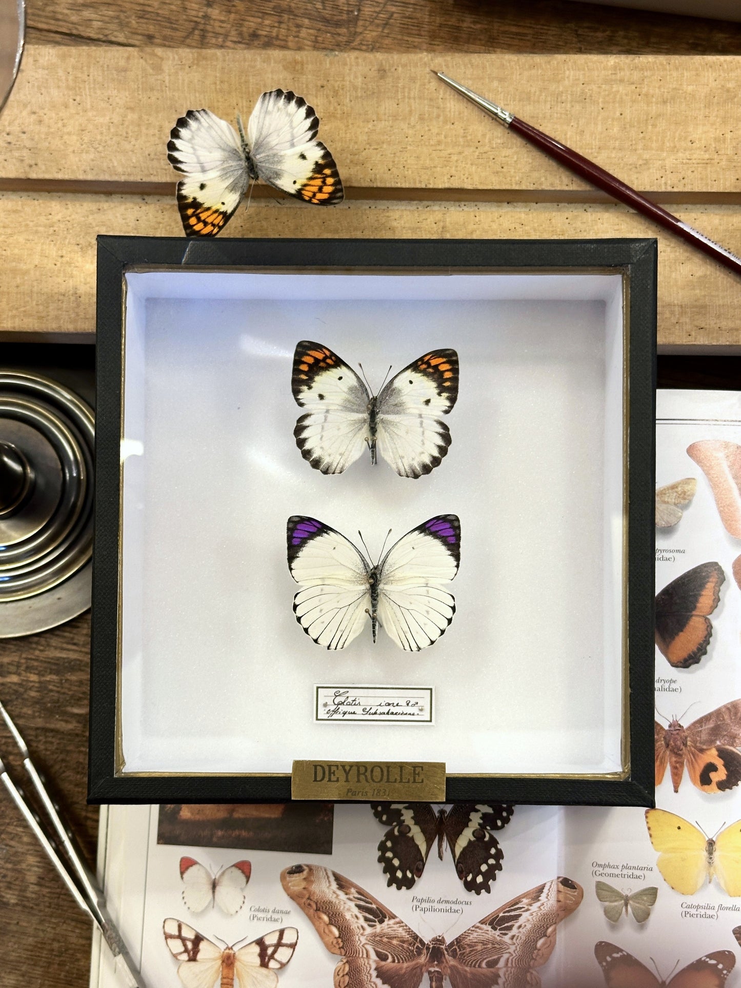 Colotis ione female and male