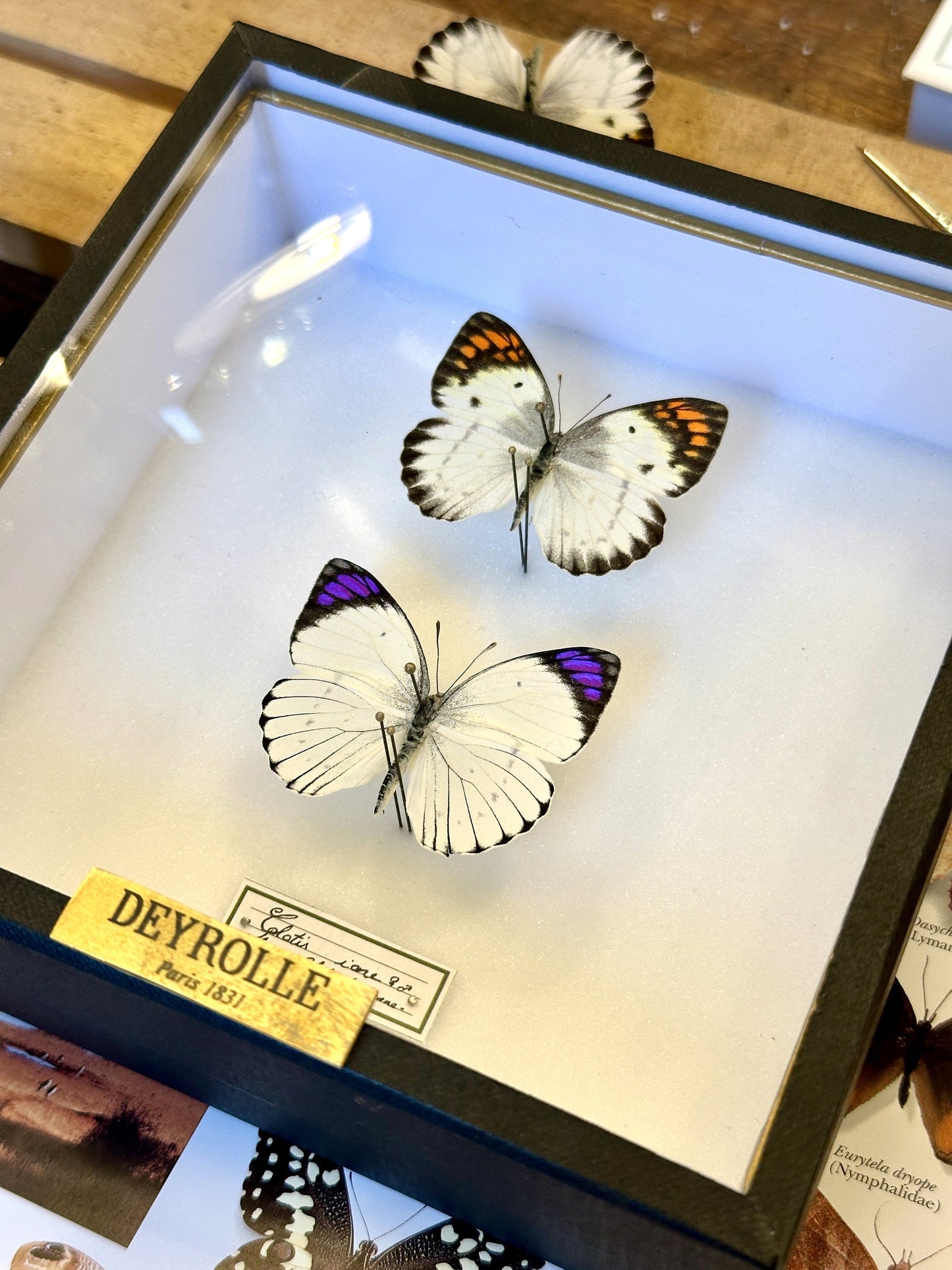 Colotis ione female and male