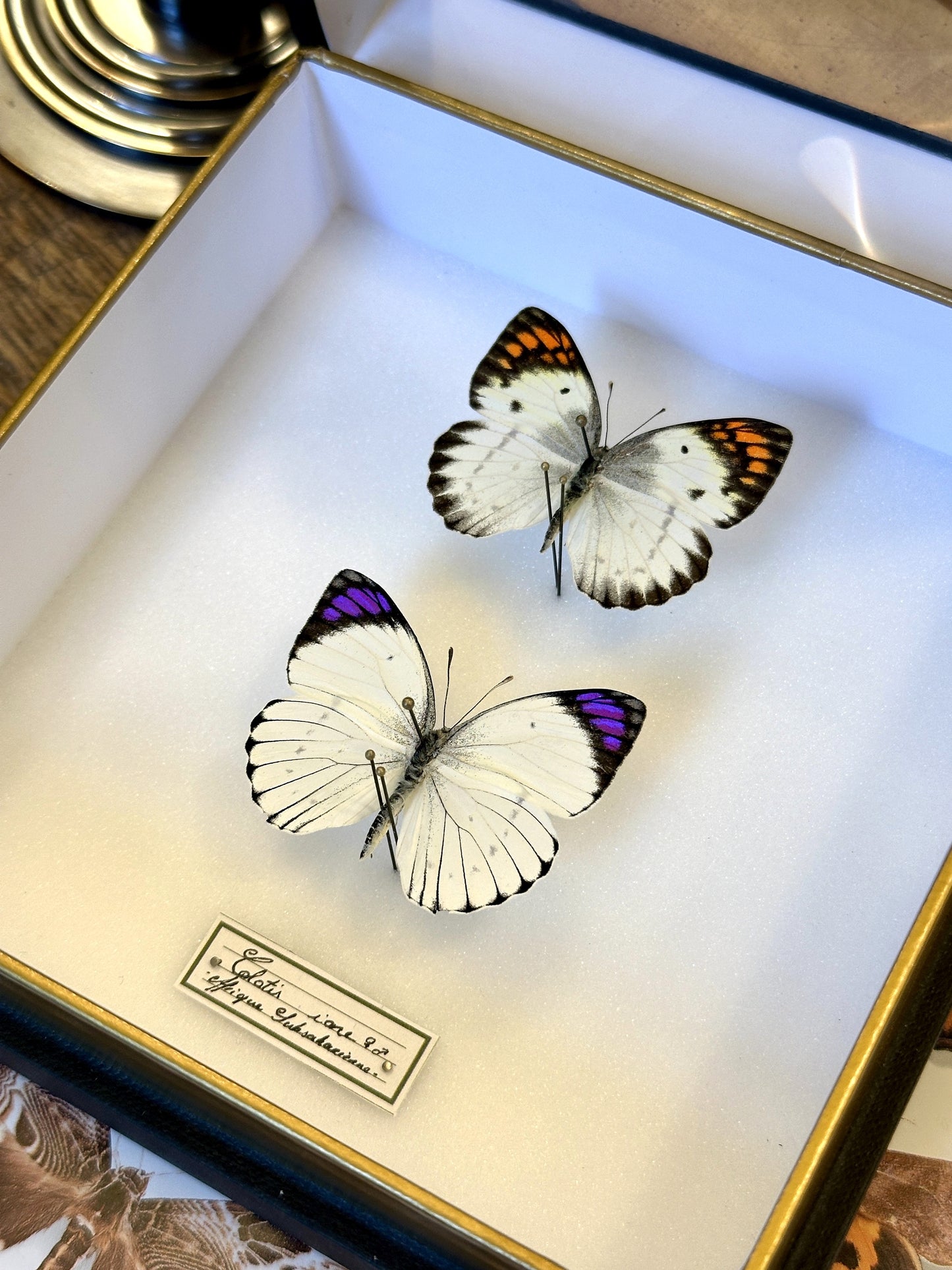 Colotis ione female and male