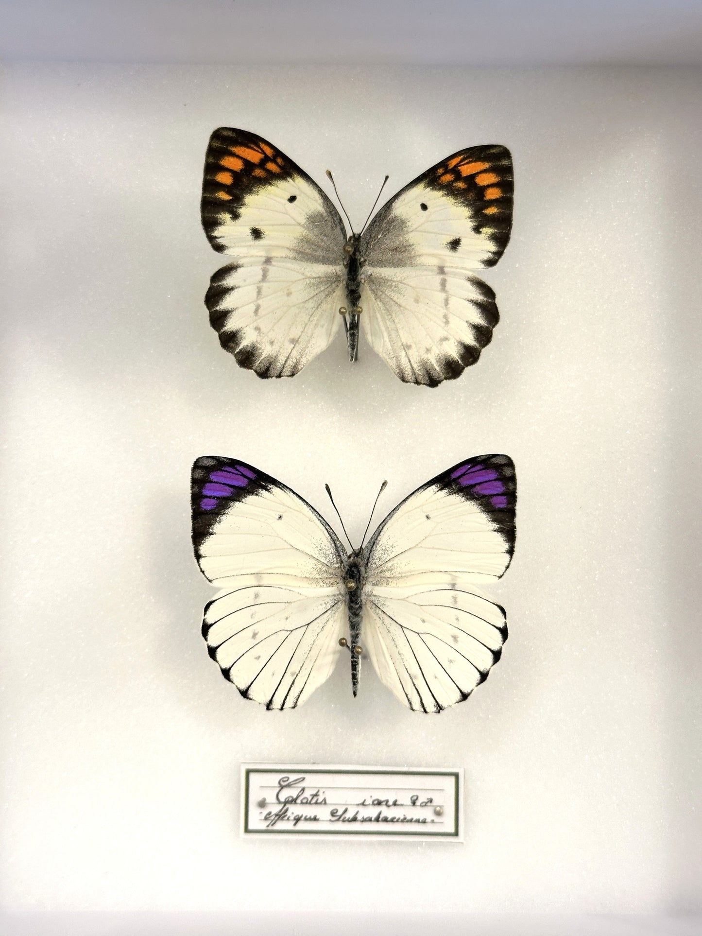 Colotis ione female and male