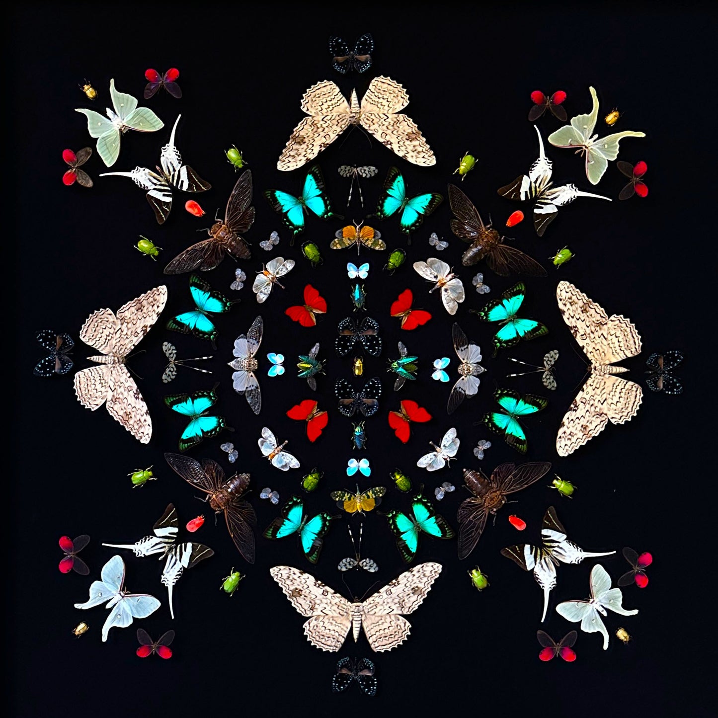 Mandala entomologique monumental