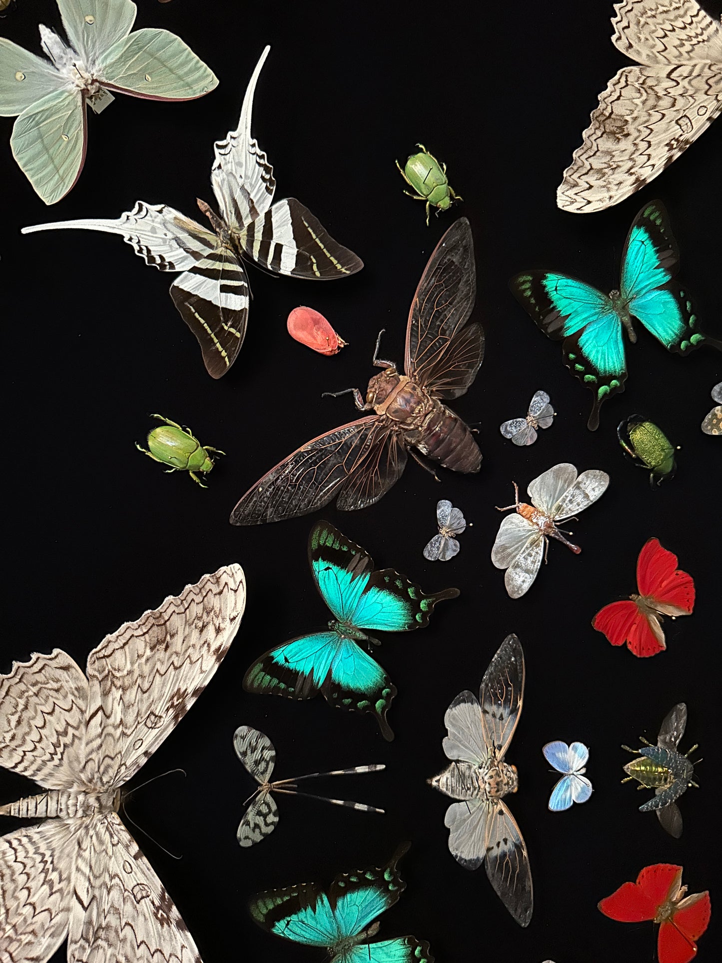 Mandala entomologique monumental