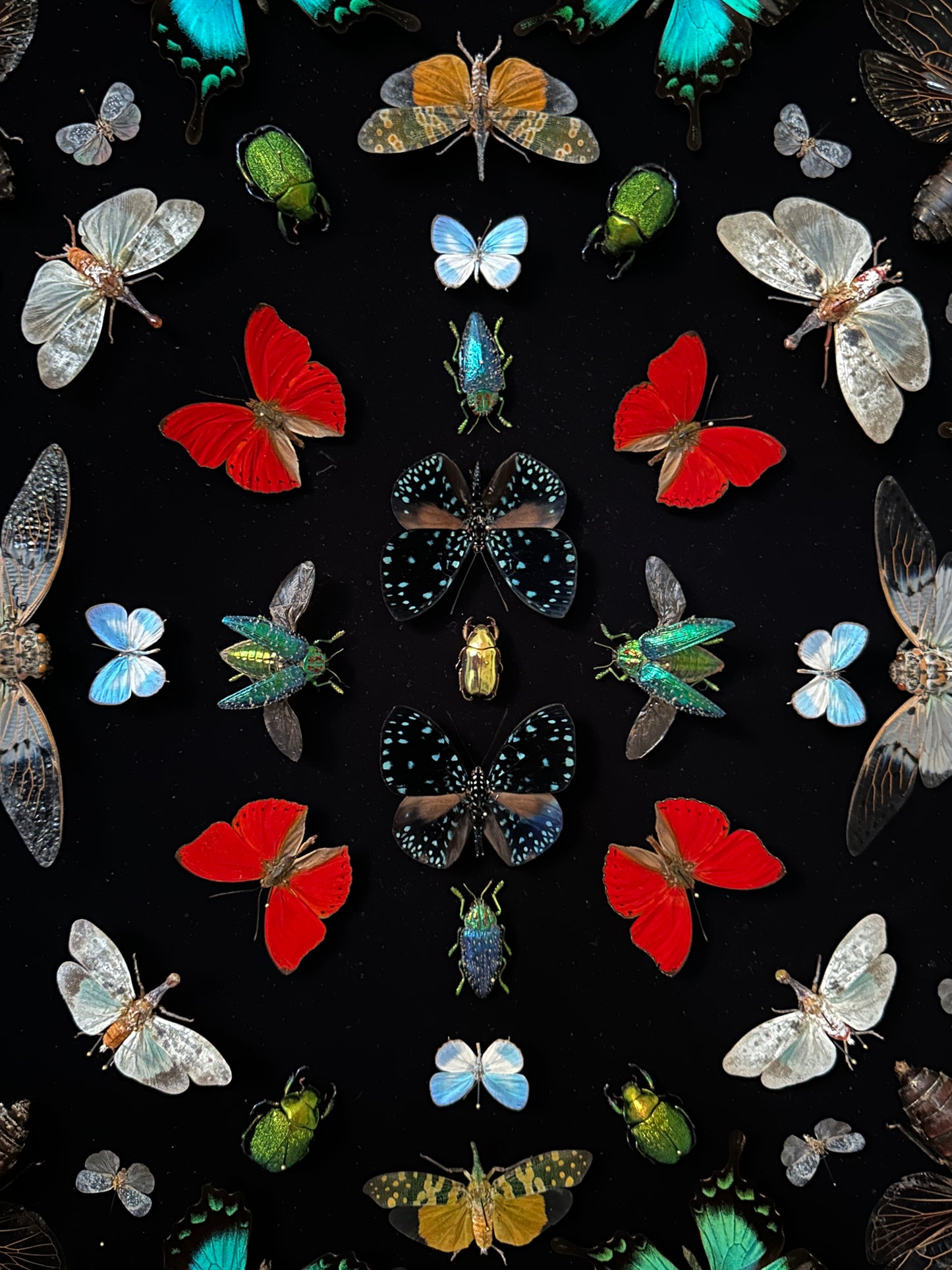 Mandala entomologique monumental