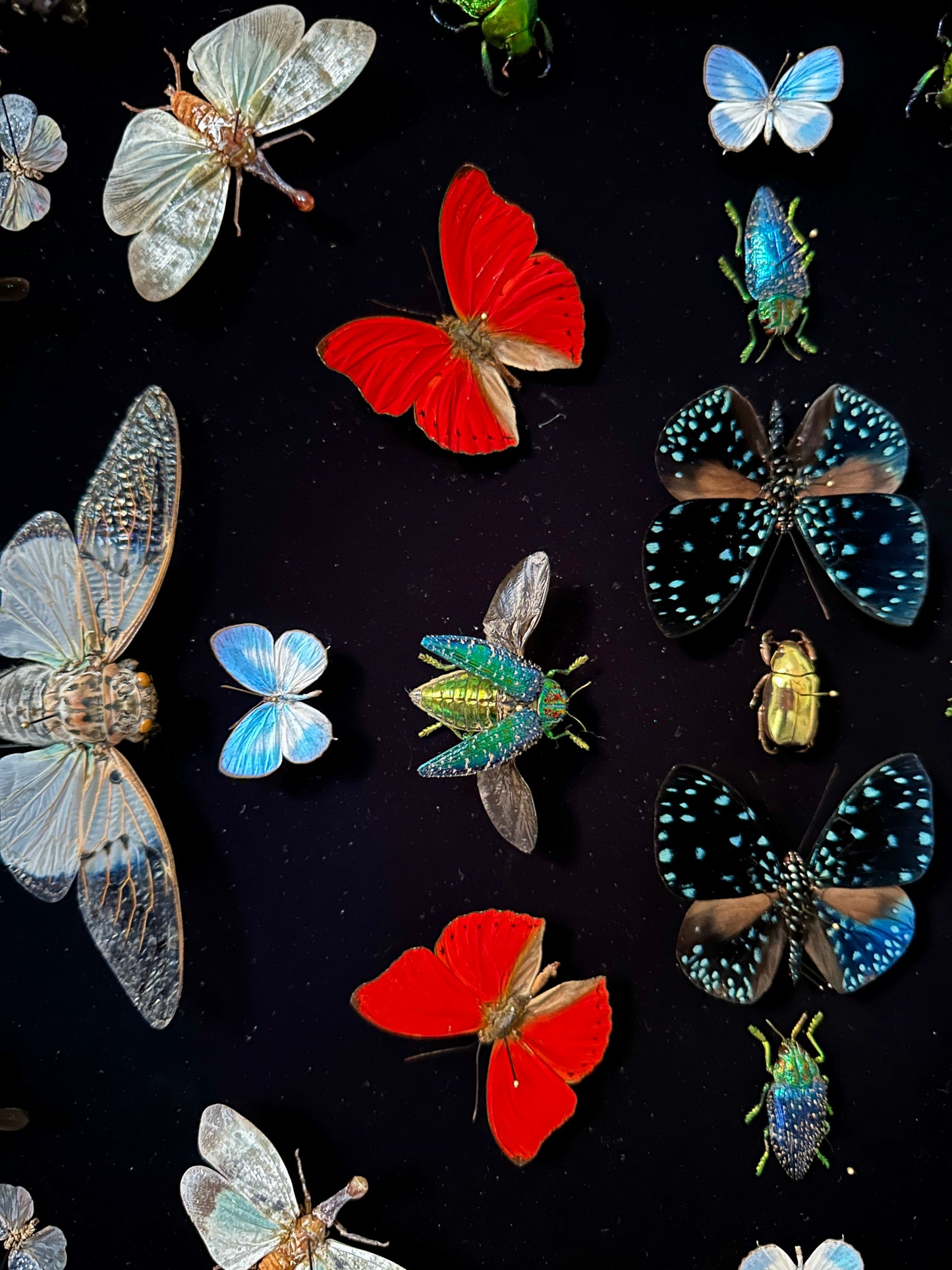 Mandala entomologique monumental