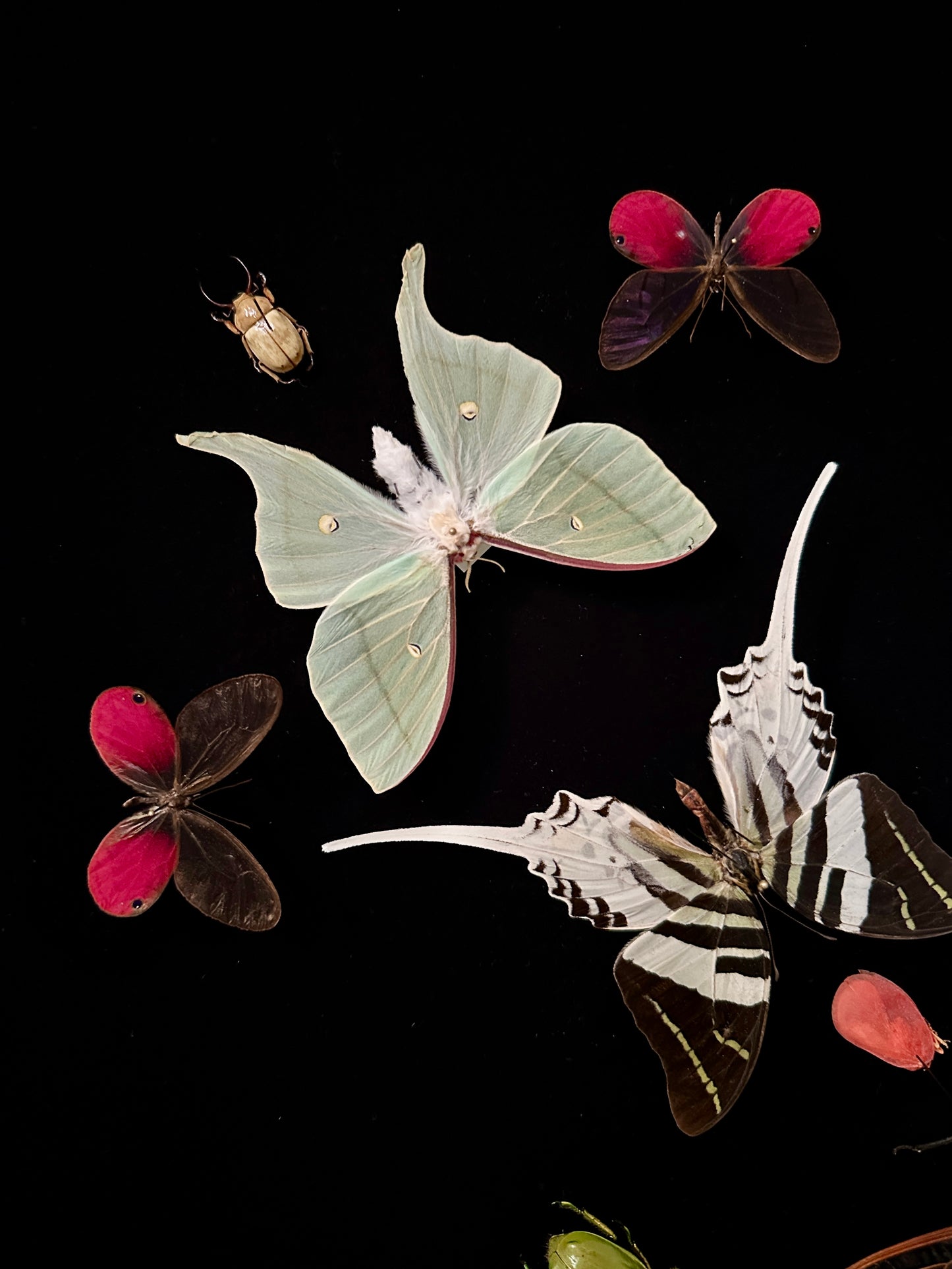 Mandala entomologique monumental