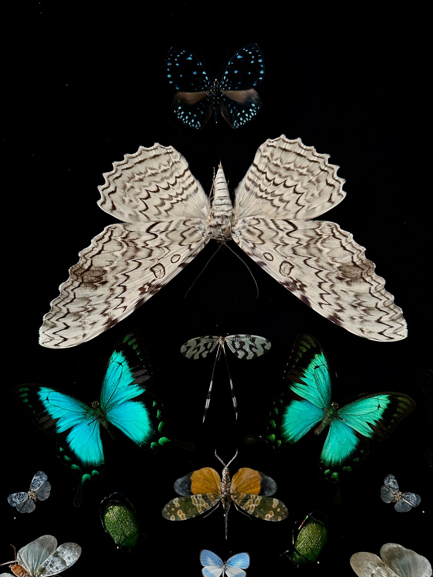 Mandala entomologique monumental