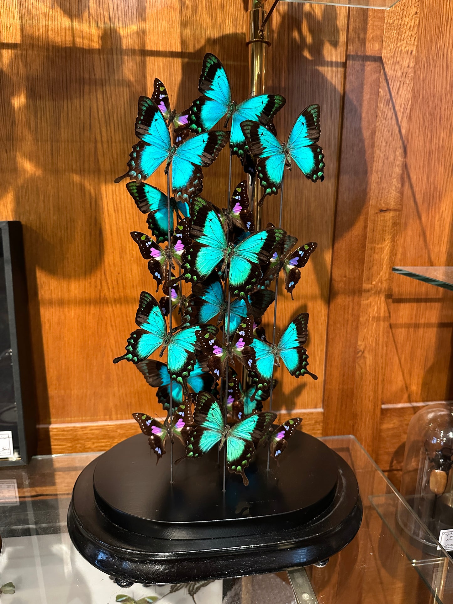 Envolée sous globe de lorquinianus et weiskei