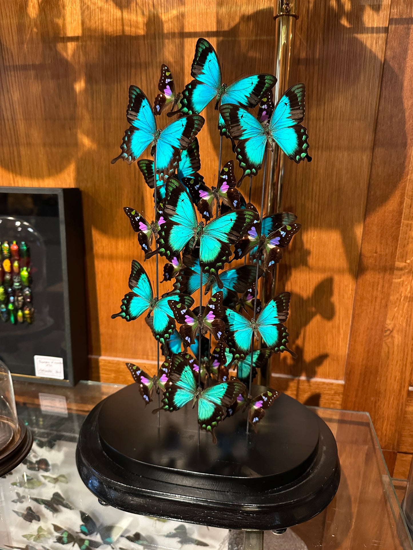 Envolée sous globe de lorquinianus et weiskei