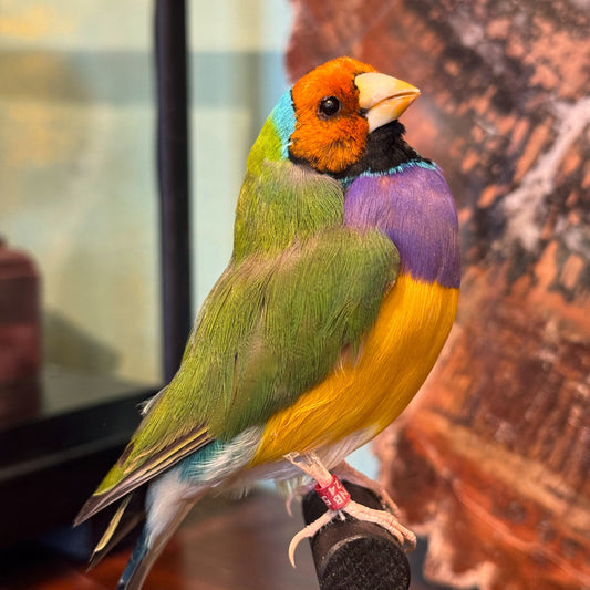 Diamant de Gould sous globe