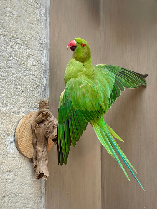 Perruche à collier