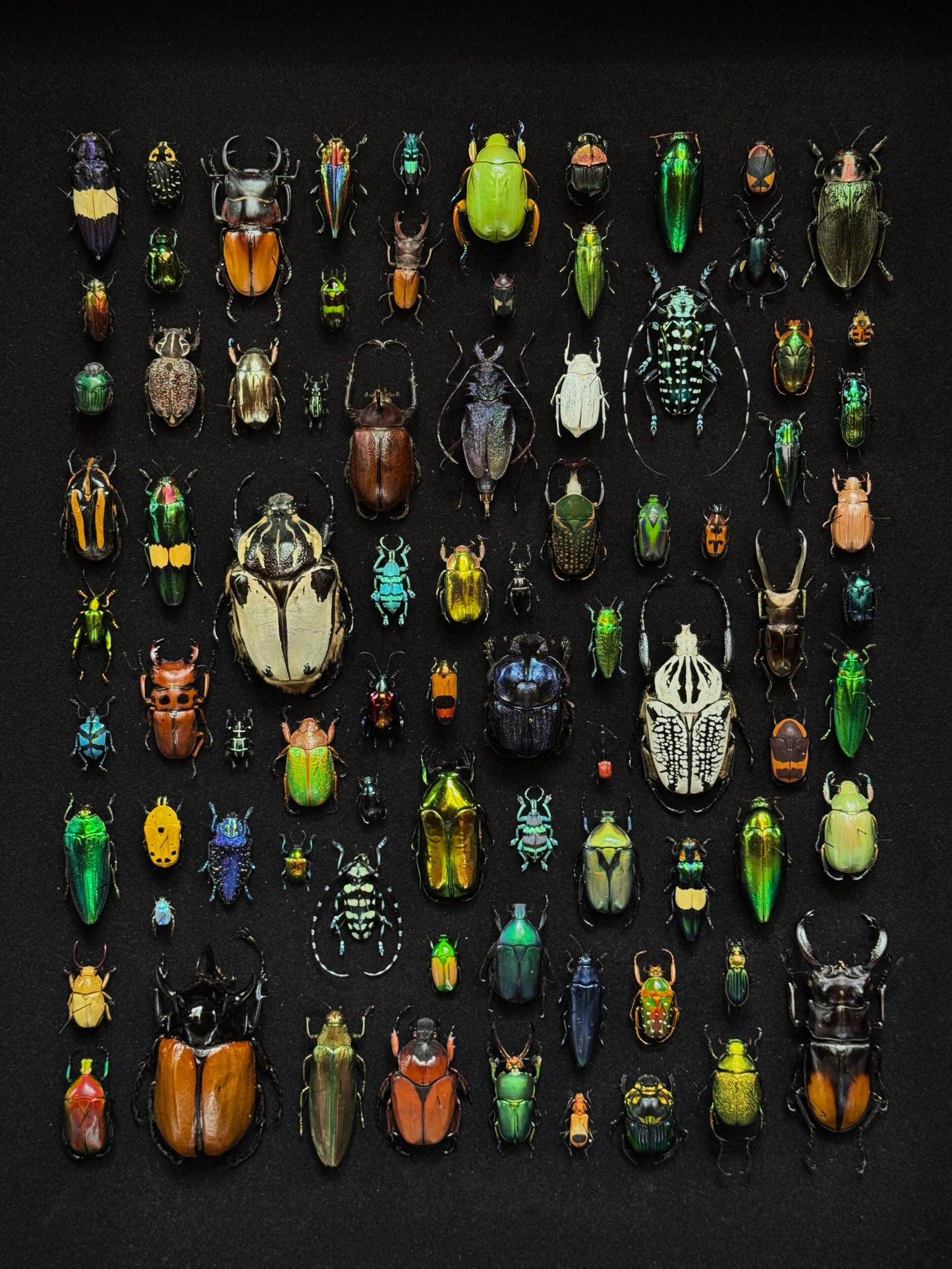 Rectangular beetle composition